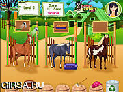 Флеш игра онлайн Забота о лошадях