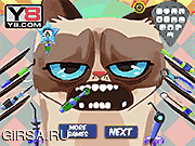 Флеш игра онлайн Сердитый кот у зубного