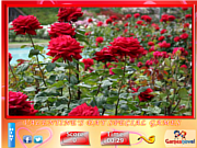 Флеш игра онлайн Сад с розами. Пазл